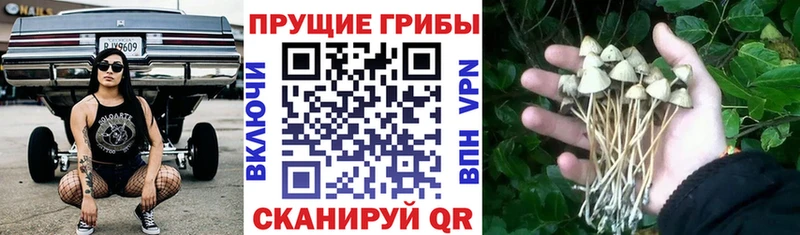 наркотики  Устюжна  Псилоцибиновые грибы прущие грибы 